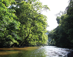 Forest Activities