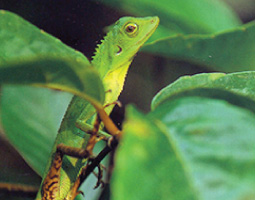 Bio-Diversity