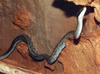 Racer Cave