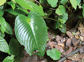 Bio-Diversity in Gunung Mulu National Park