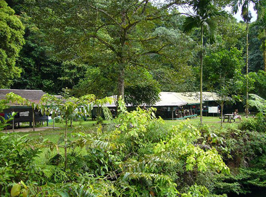 4D3N Mulu Show Caves + Pinnacles